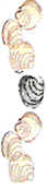 muscheln1.gif
